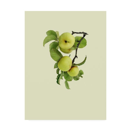 Incado 'Apple Tree I' Canvas Art,35x47